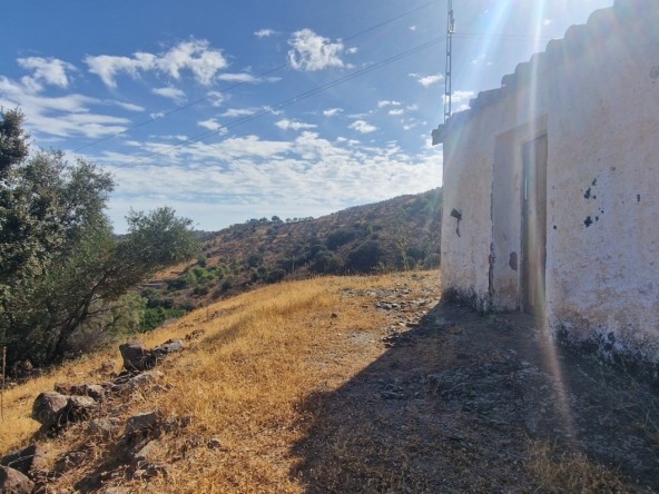 Guaro